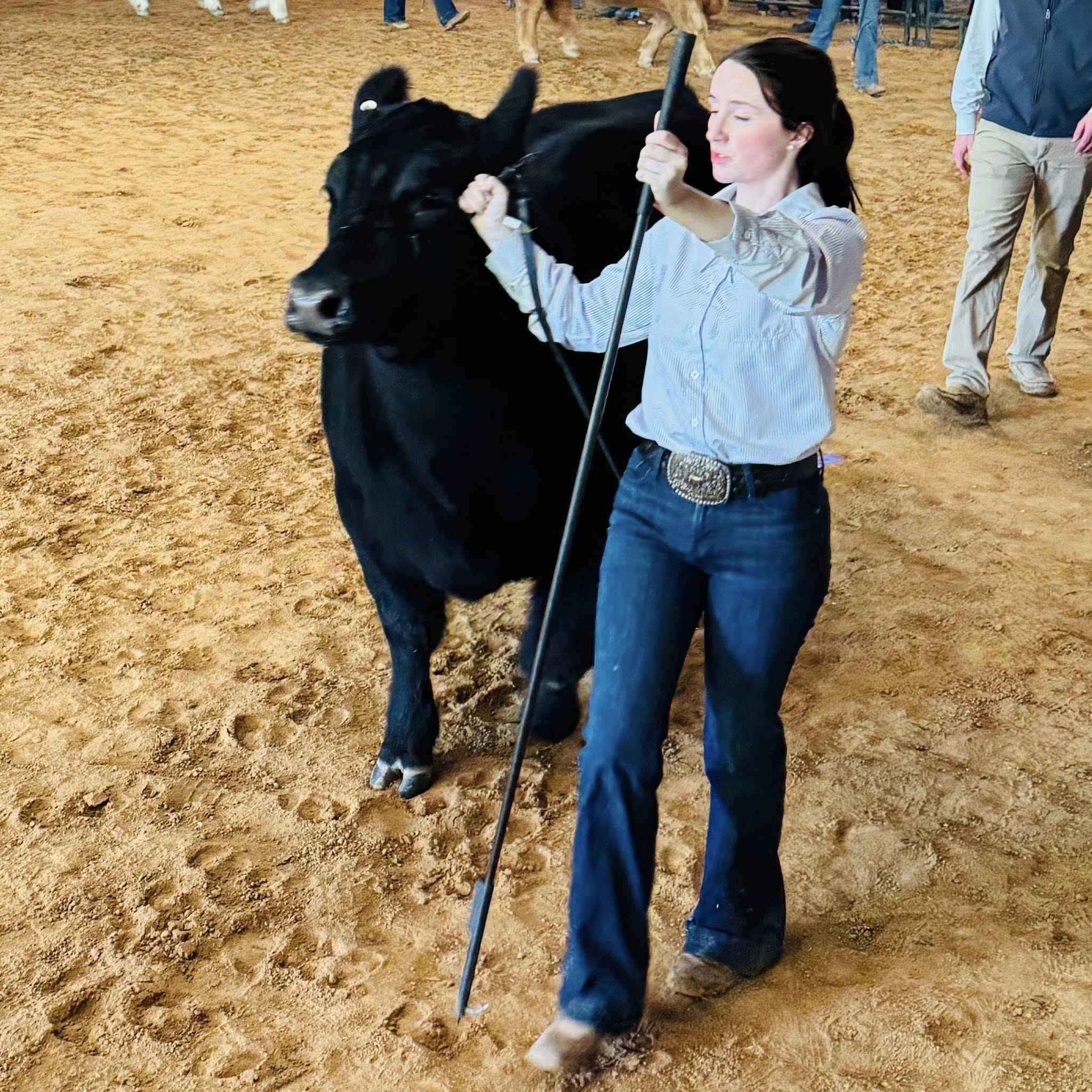 A girl leading a black cow.